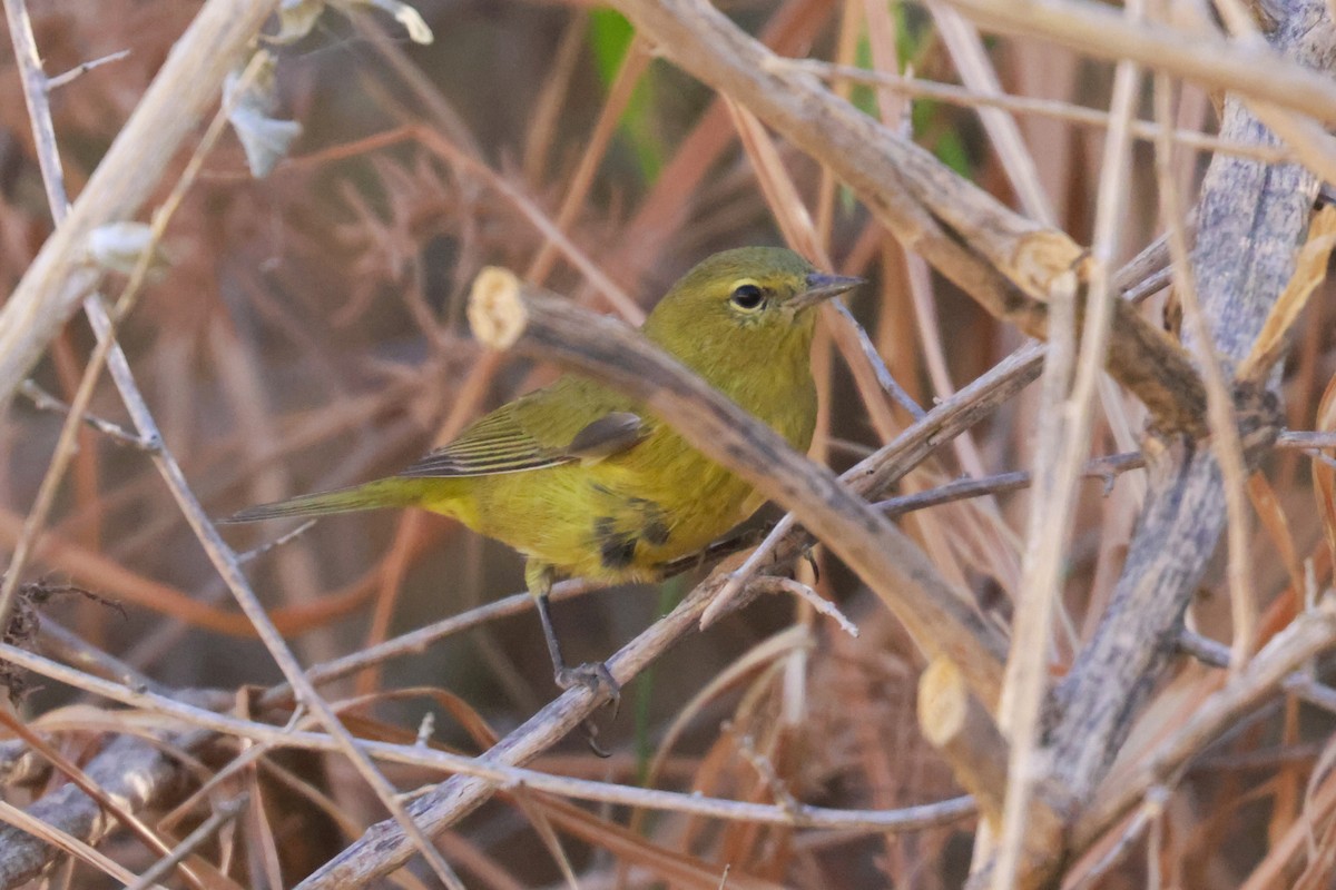 Orange-crowned Warbler - Joey McCracken