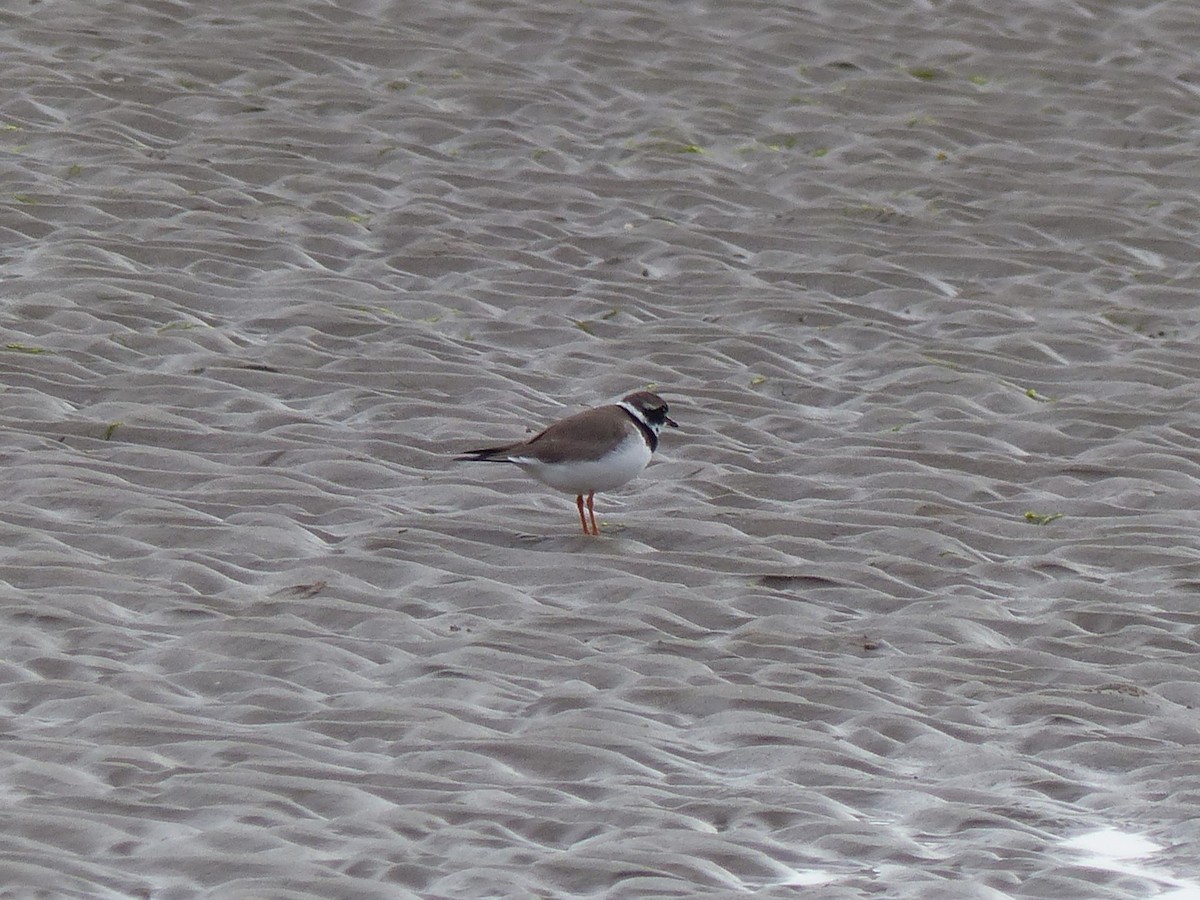 Common Ringed Plover - Matthew Hart