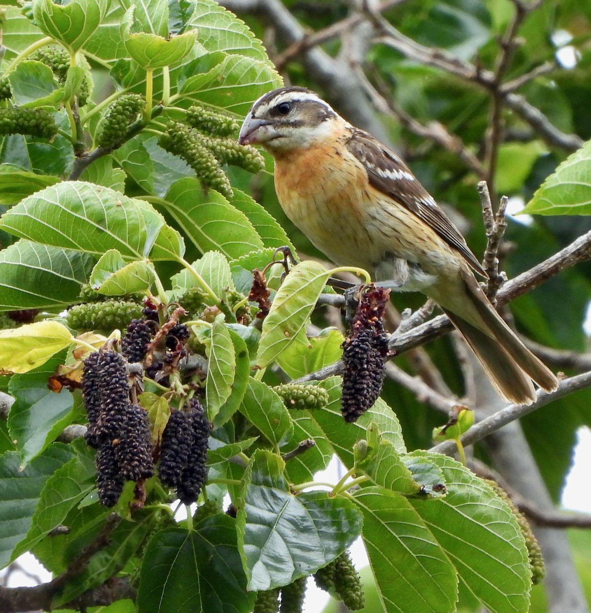 Black-headed Grosbeak - Michelle Haglund