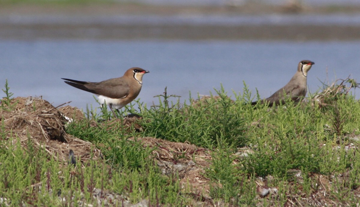 Oriental Pratincole - Tarun Singh