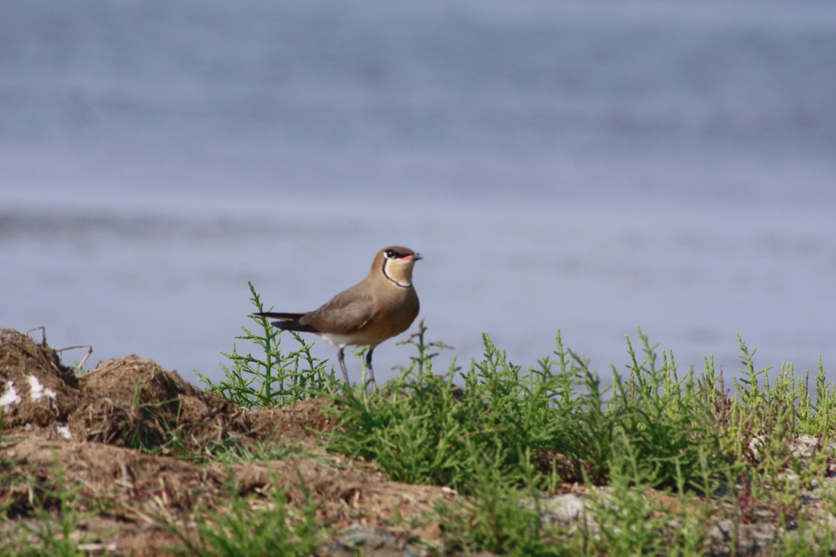 Oriental Pratincole - Tarun Singh