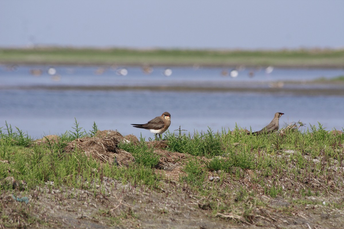 Oriental Pratincole - Tarun Singh