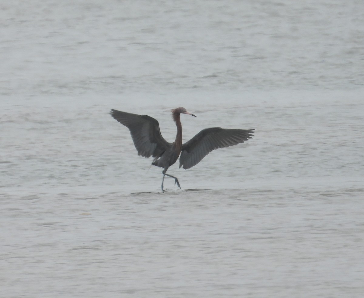 Reddish Egret - Jeff Miller