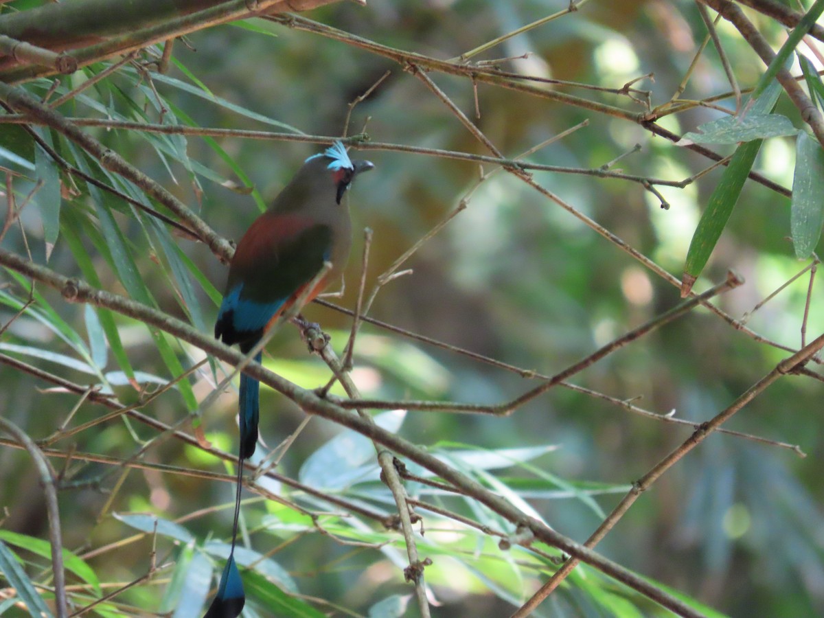 Turquoise-browed Motmot - John Kugler