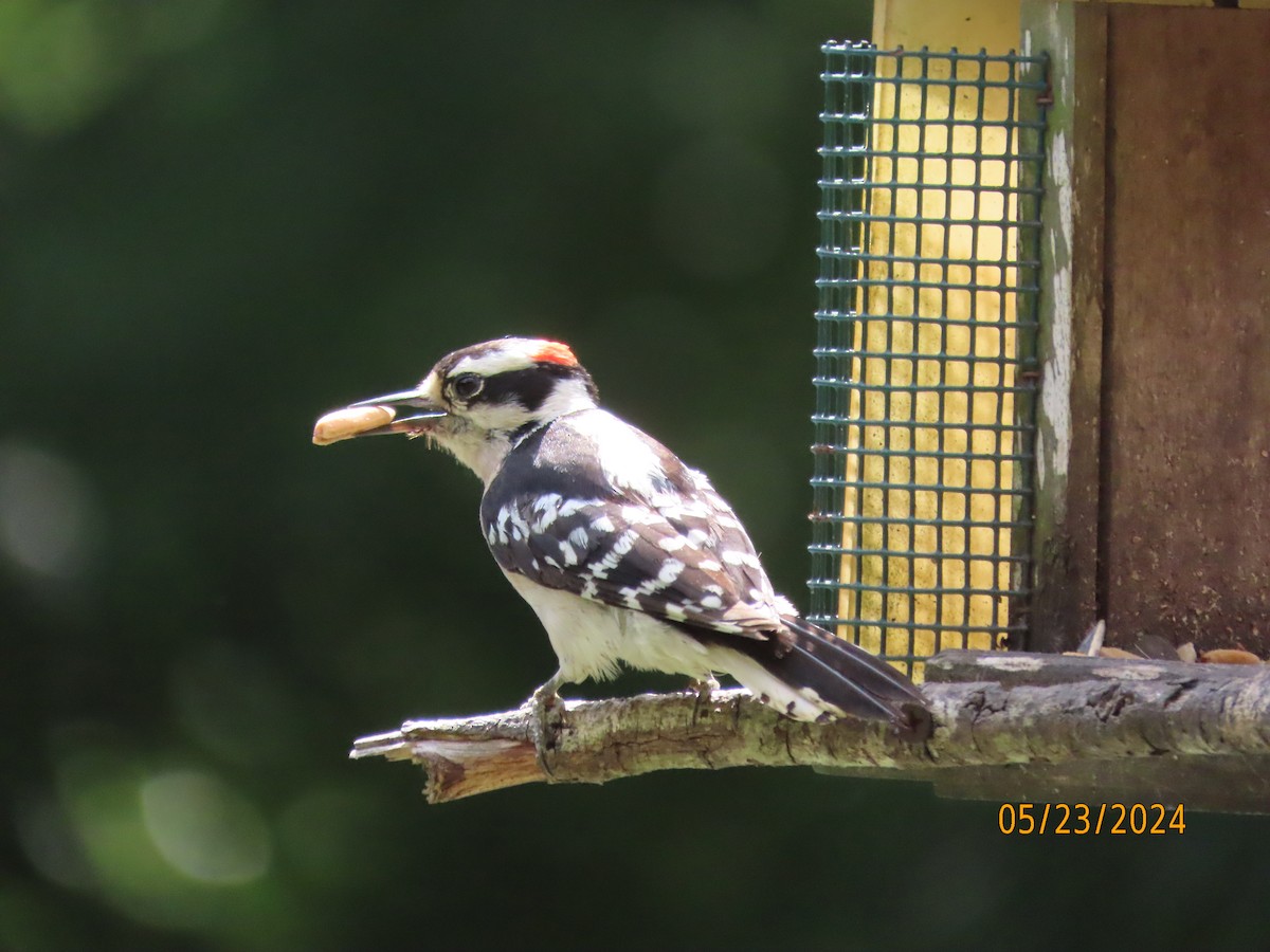 Downy Woodpecker - Susan Leake