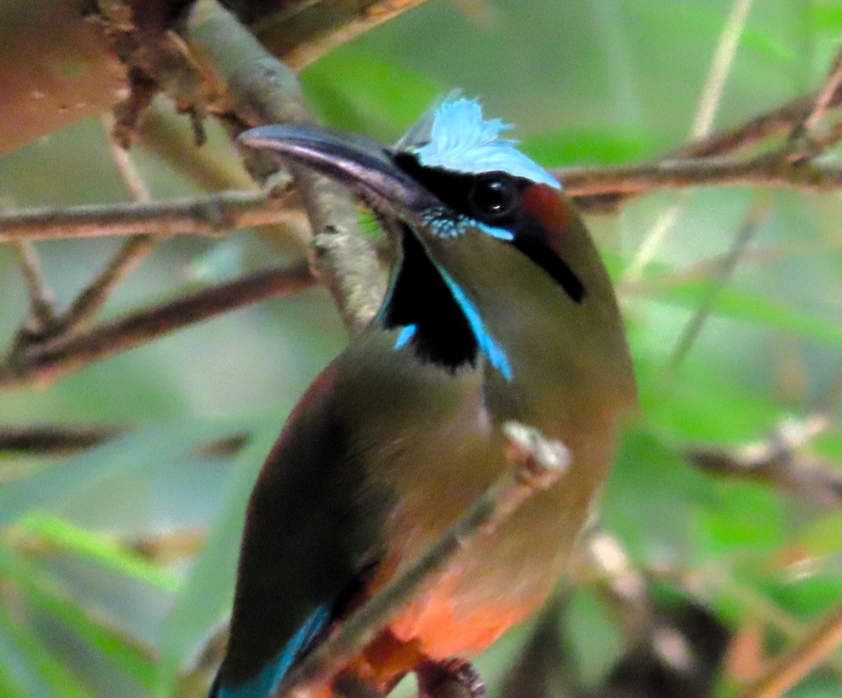 Turquoise-browed Motmot - John Kugler