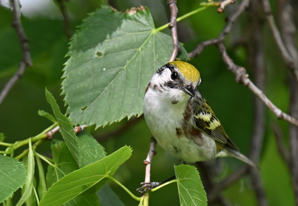 Chestnut-sided Warbler - Andy Reago &  Chrissy McClarren