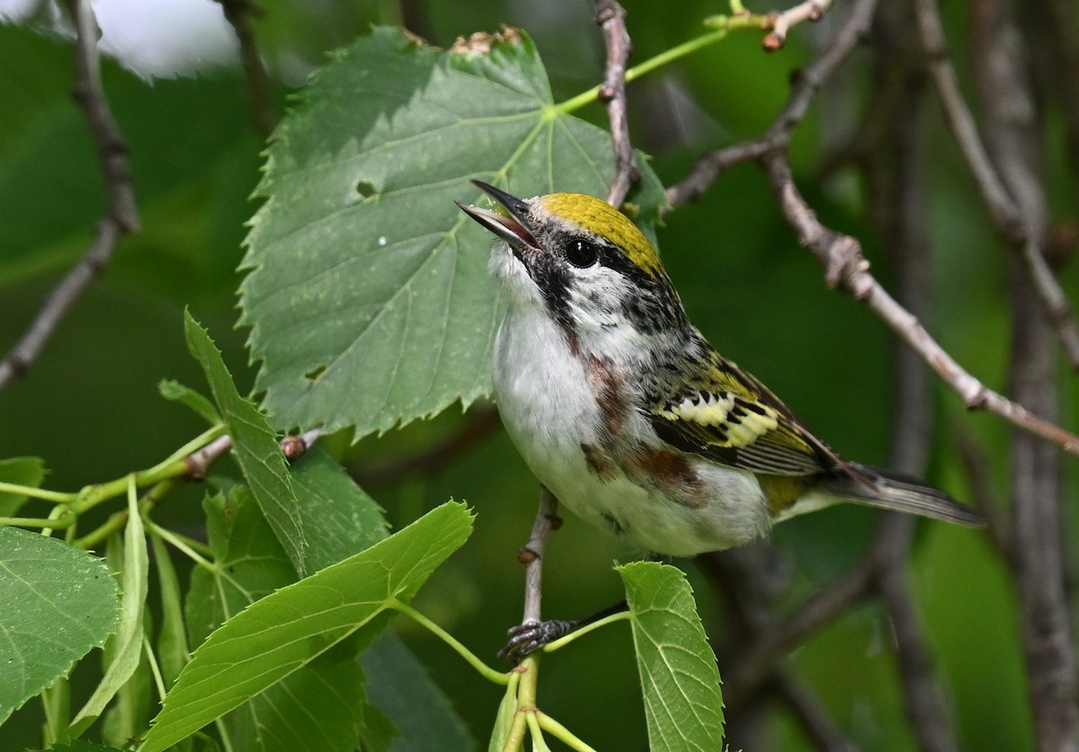 Chestnut-sided Warbler - Andy Reago &  Chrissy McClarren