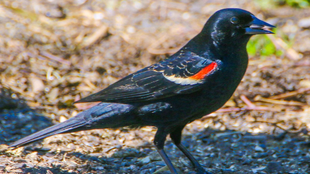 Red-winged Blackbird - ML619493881