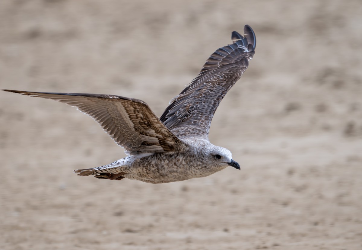 Lesser Black-backed Gull - ML619493886