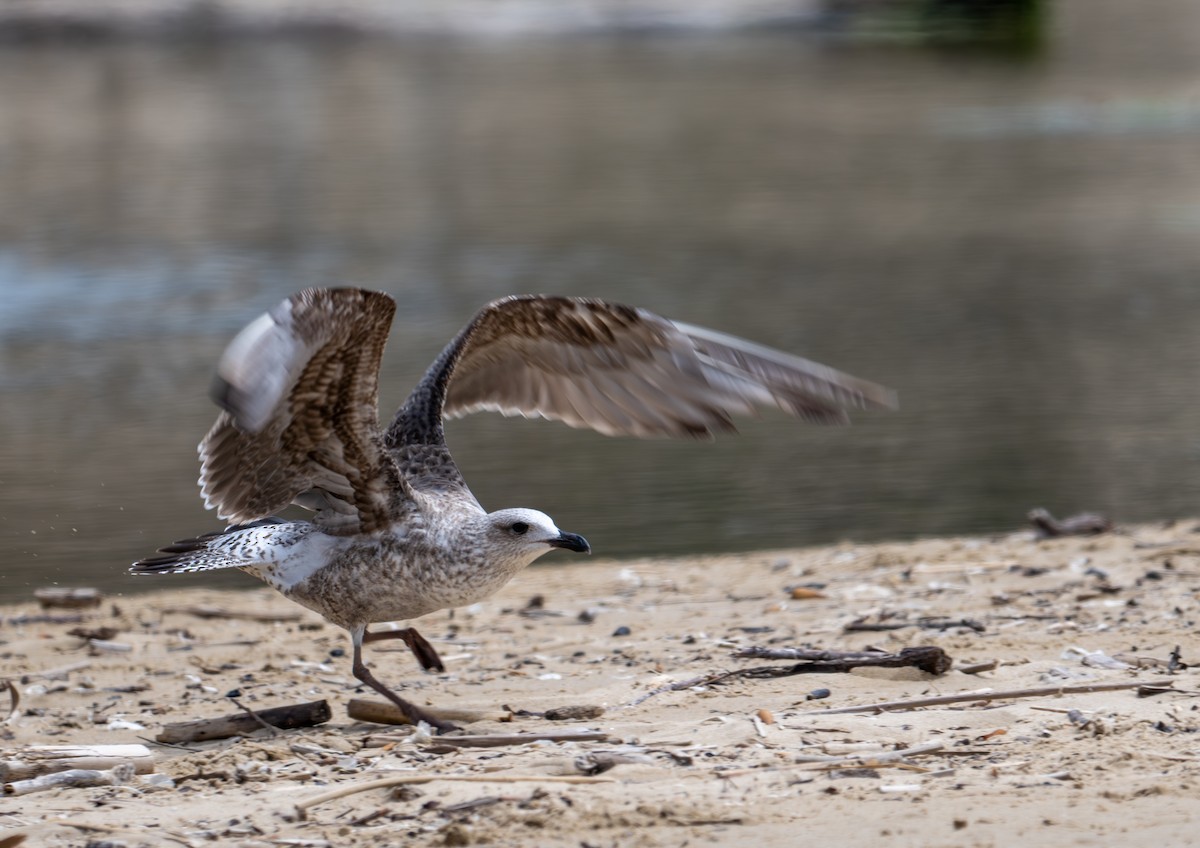 Lesser Black-backed Gull - ML619493889