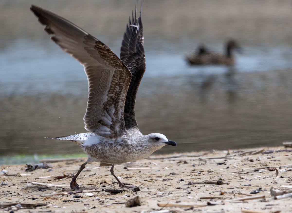 Lesser Black-backed Gull - ML619493890