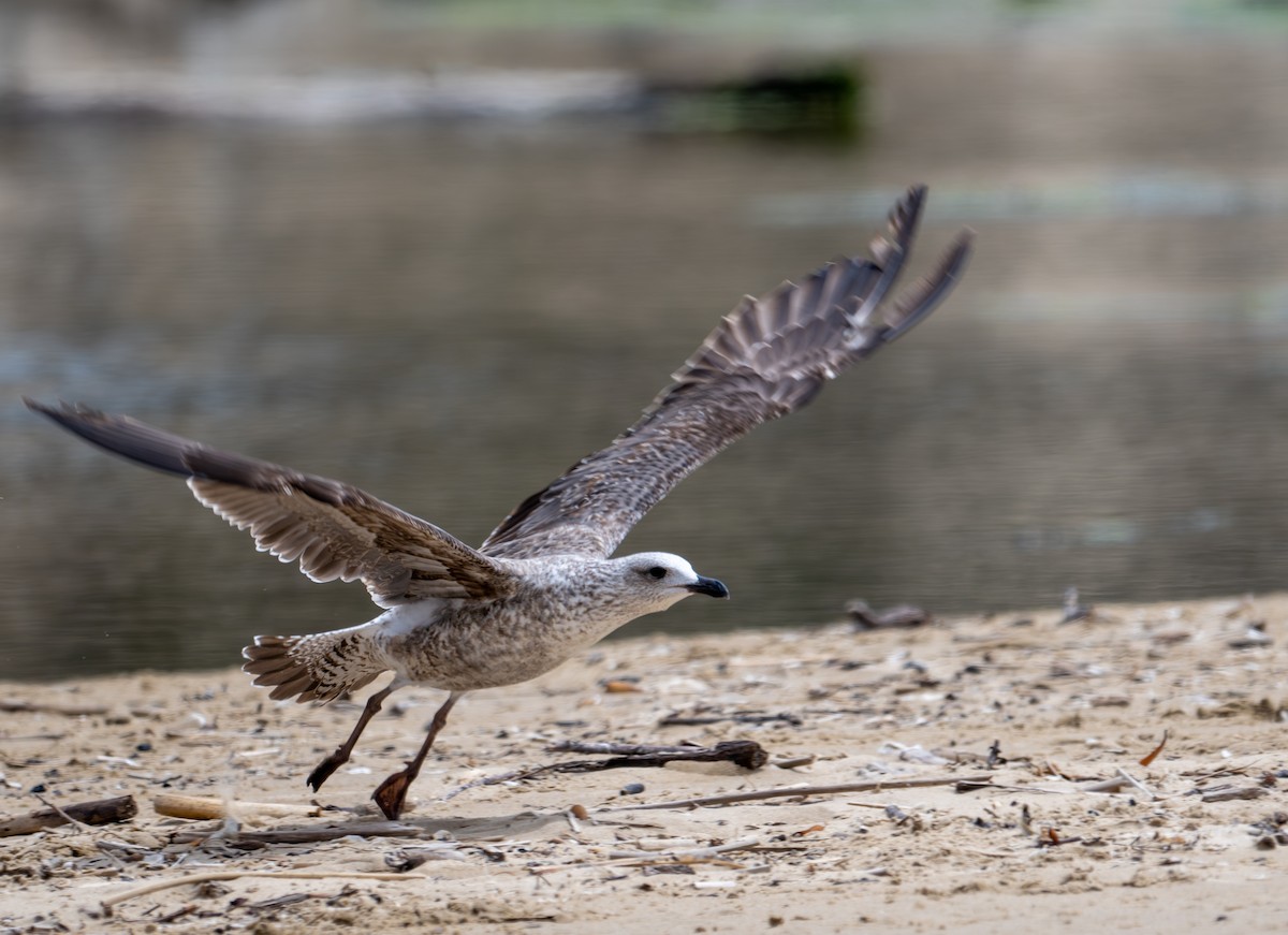 Lesser Black-backed Gull - ML619493891