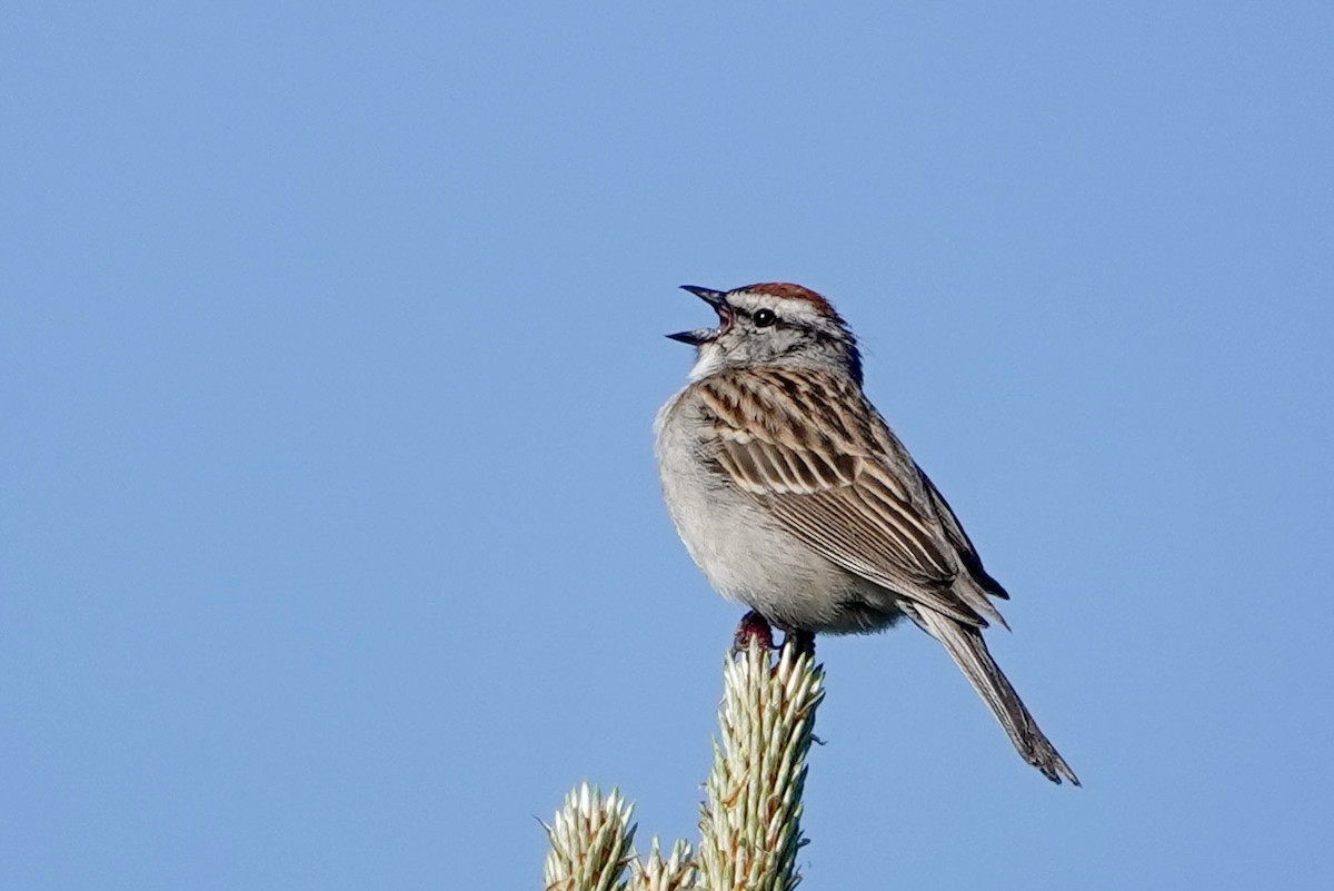 Chipping Sparrow - Kenna Sue Trickey