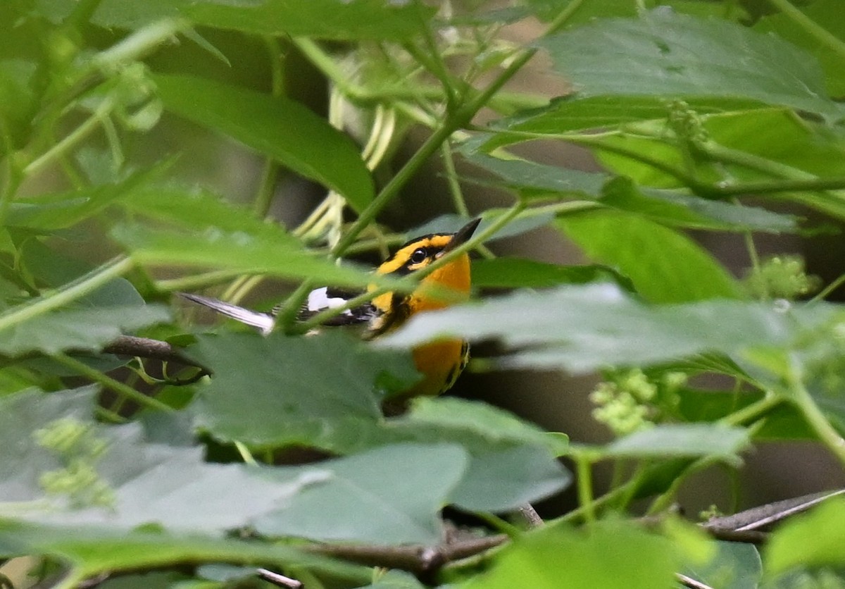 Blackburnian Warbler - Andy Reago &  Chrissy McClarren