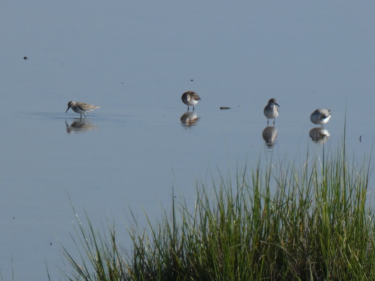 Semipalmated Sandpiper - Kathy Woolsey