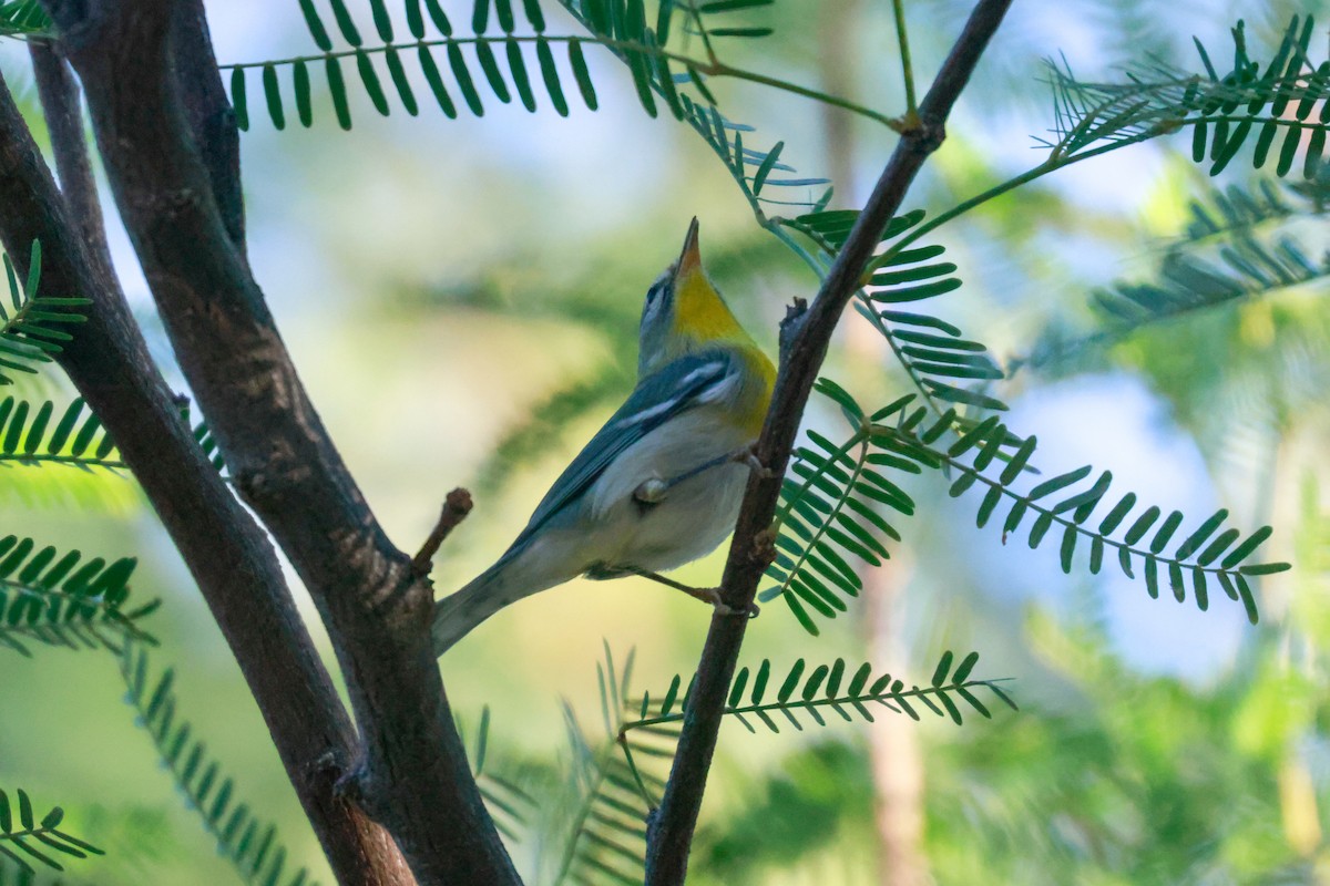 Northern Parula - Joey McCracken