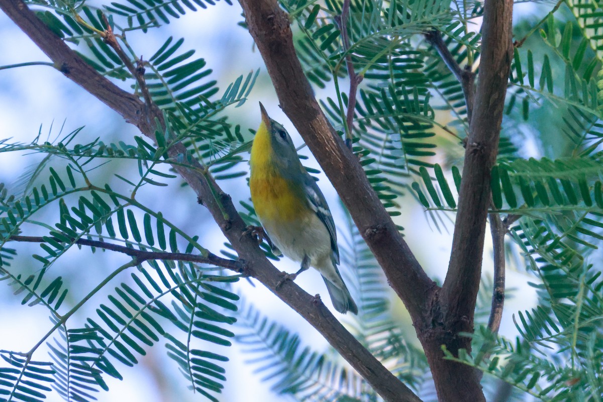 Northern Parula - Joey McCracken