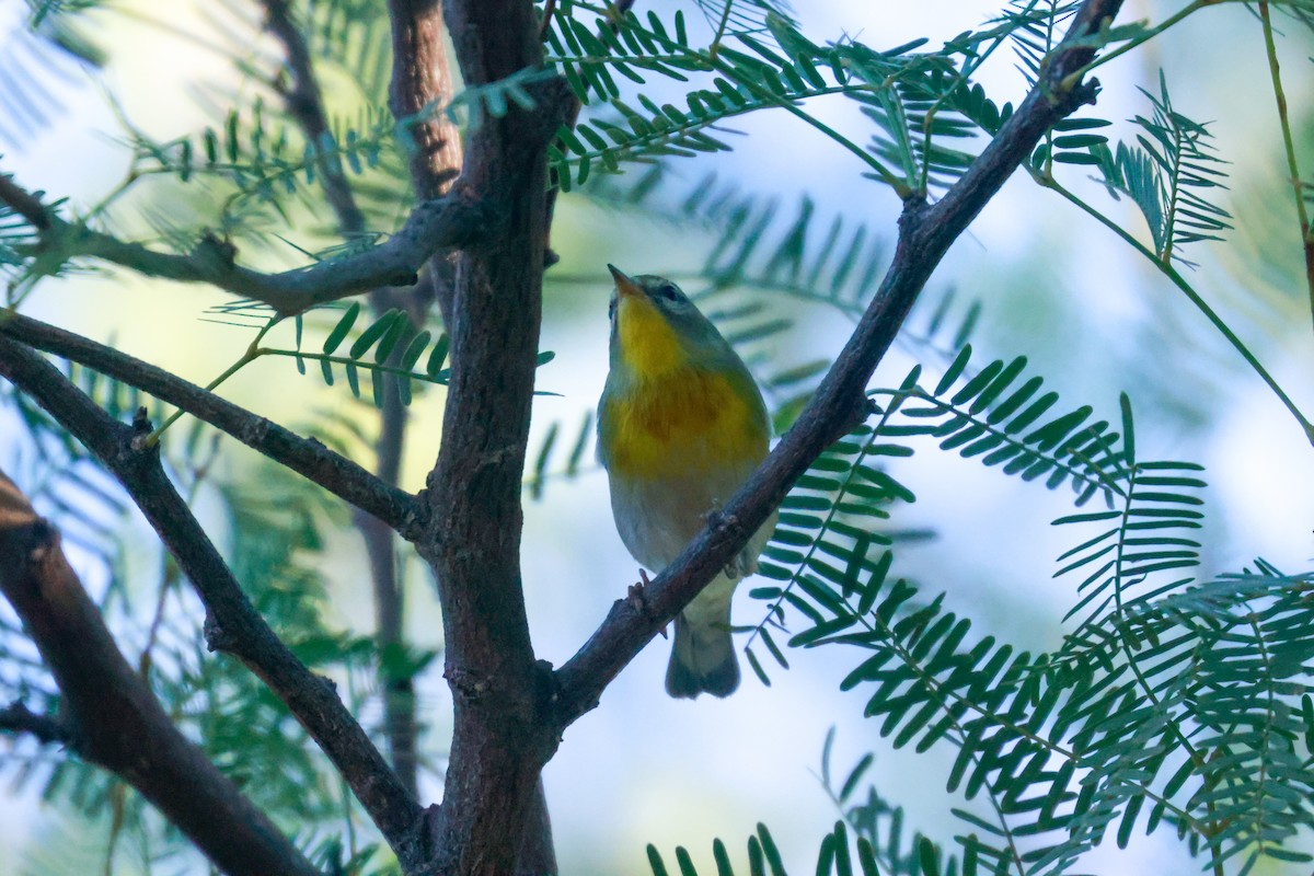 Northern Parula - Joey McCracken