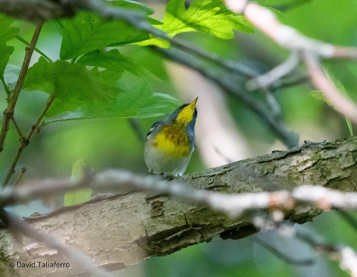 Northern Parula - David Taliaferro