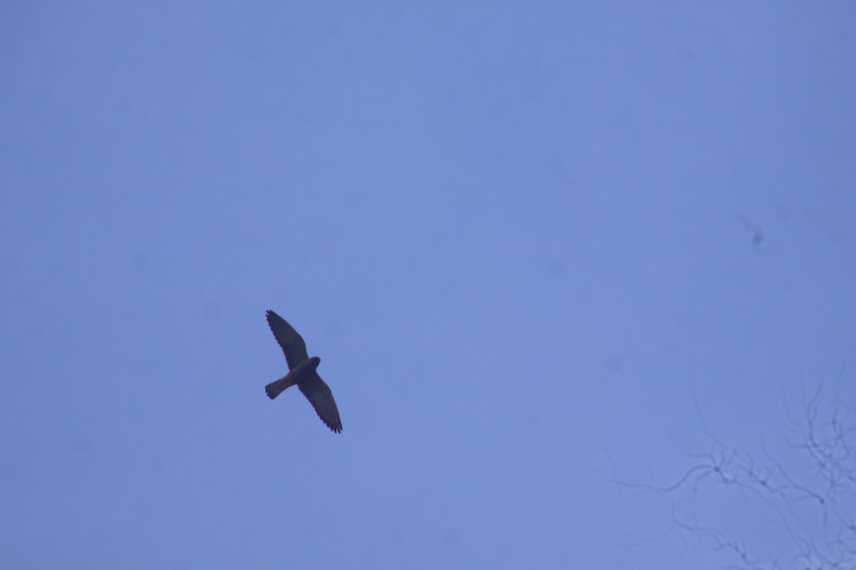 Red-footed Falcon - Arnau Pedrocchi