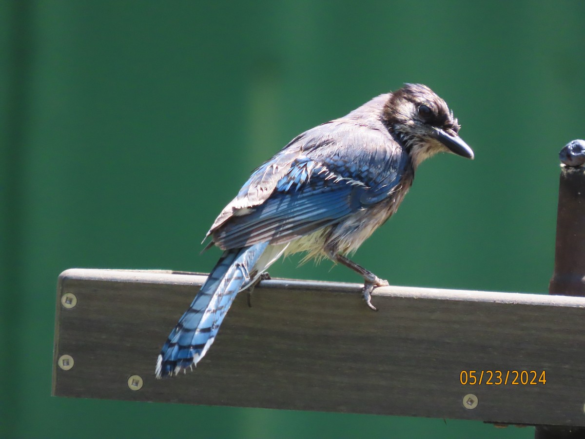 Blue Jay - Susan Leake