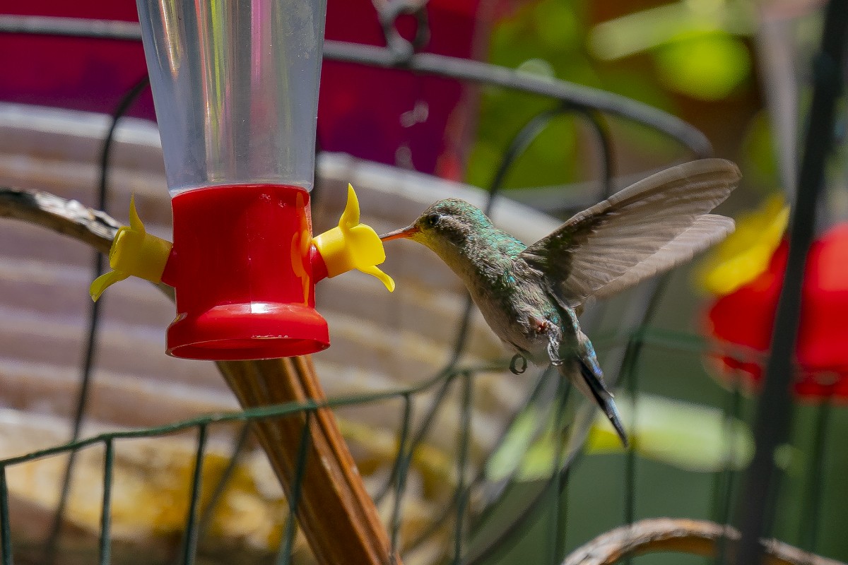 Broad-billed Hummingbird - Slawomir Dabrowski