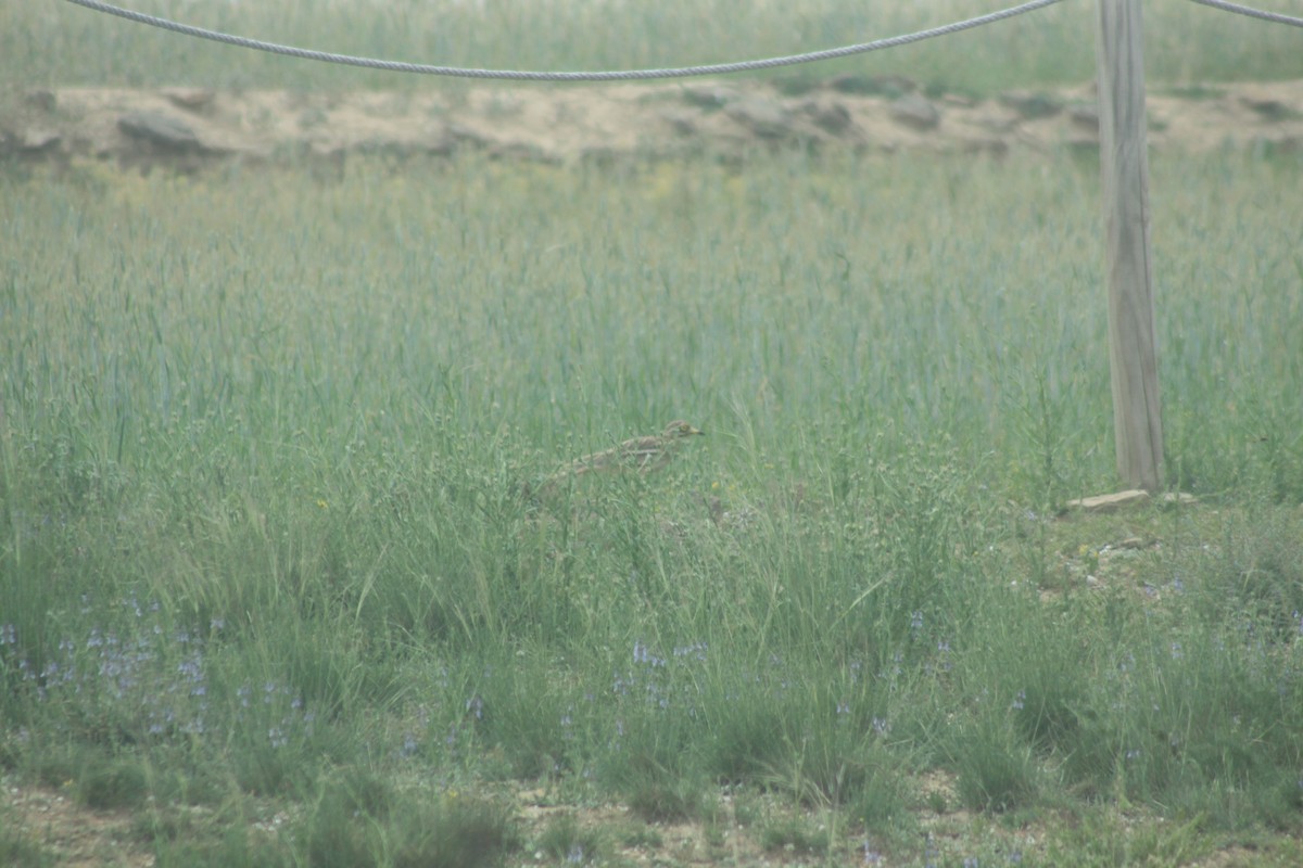 Eurasian Thick-knee - Arnau Pedrocchi