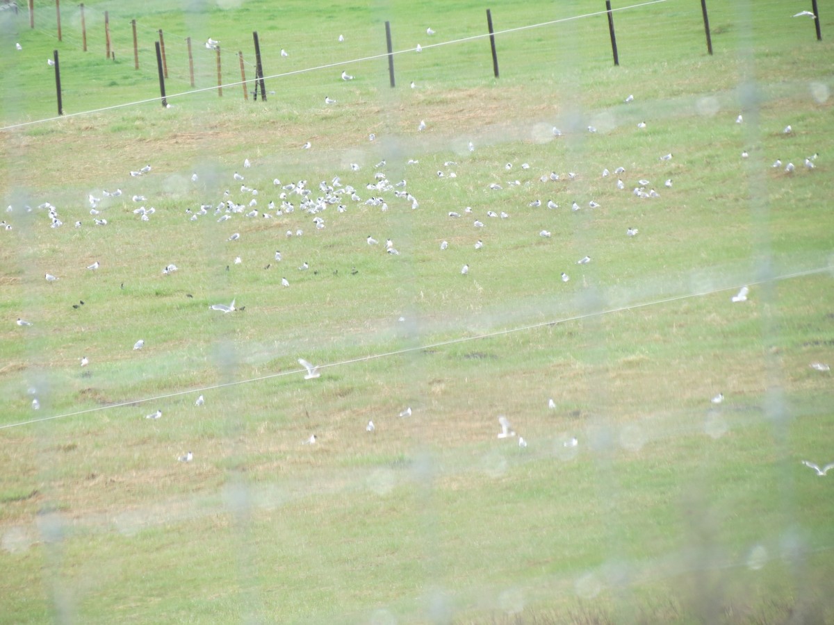 Franklin's Gull - ML619493931