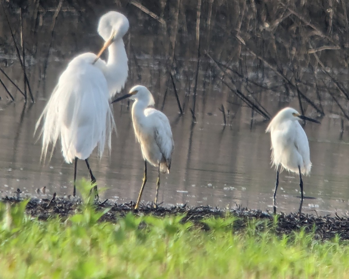 tanımsız Egretta/Bubulcus/Ardea sp. - ML619493941