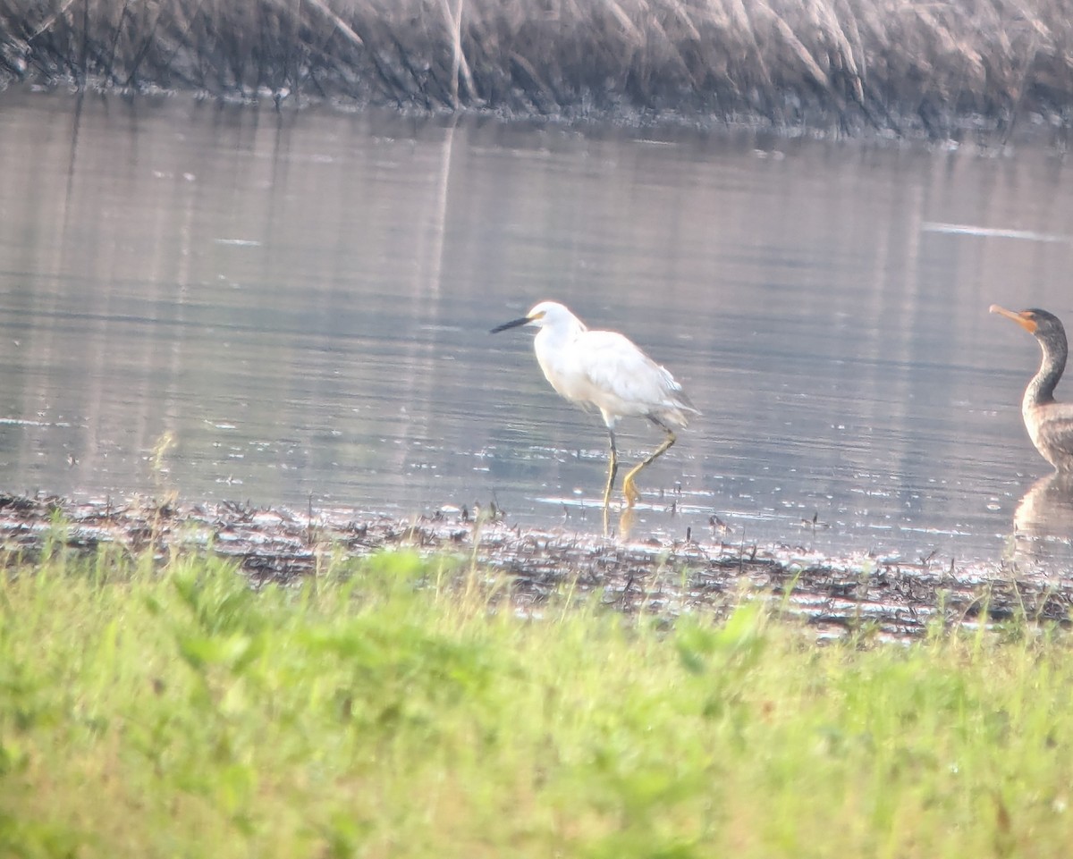 white egret sp. - Daniel Redwine