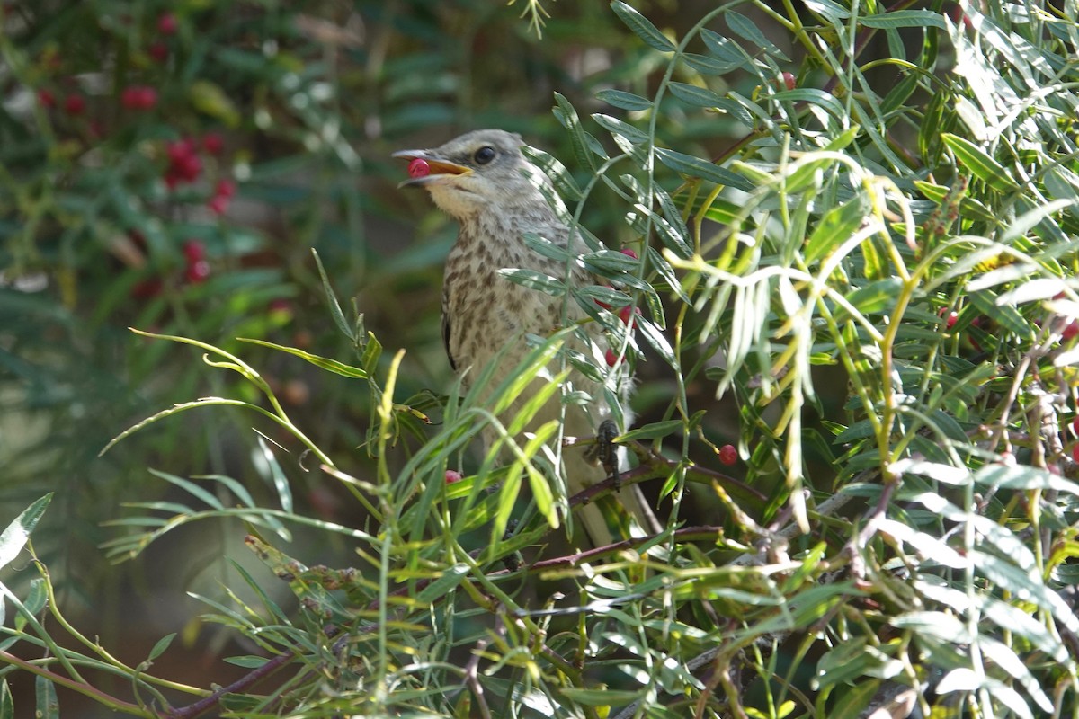 Northern Mockingbird - Neepa s