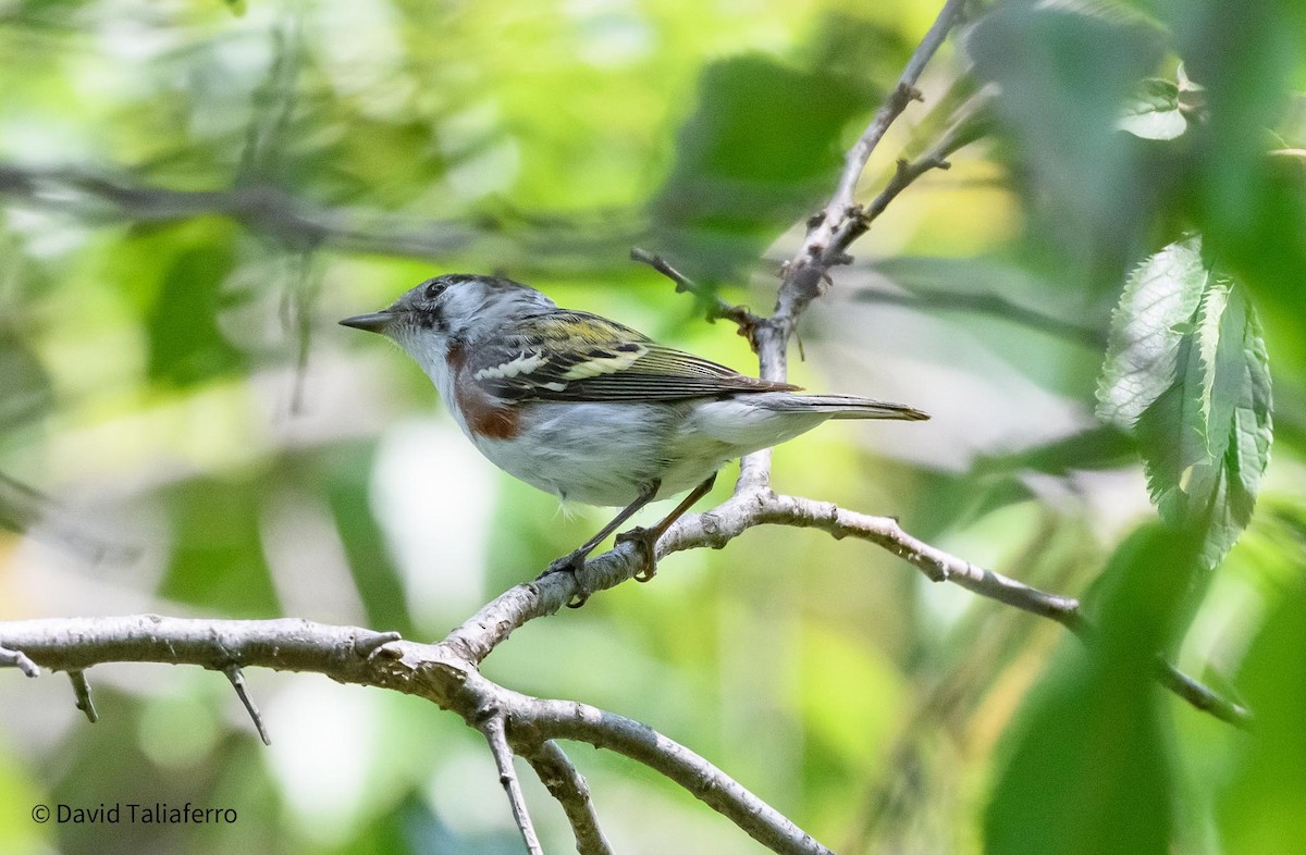 Chestnut-sided Warbler - David Taliaferro