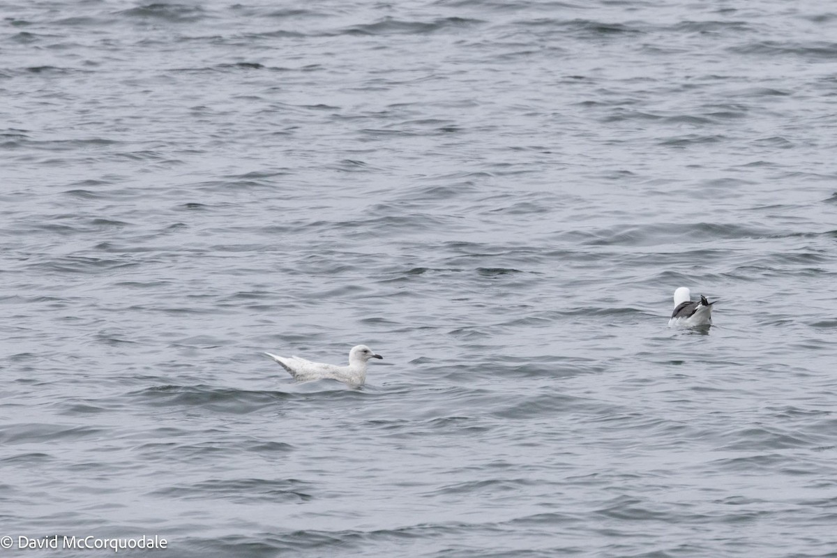 Gaviota Groenlandesa (kumlieni) - ML619493953