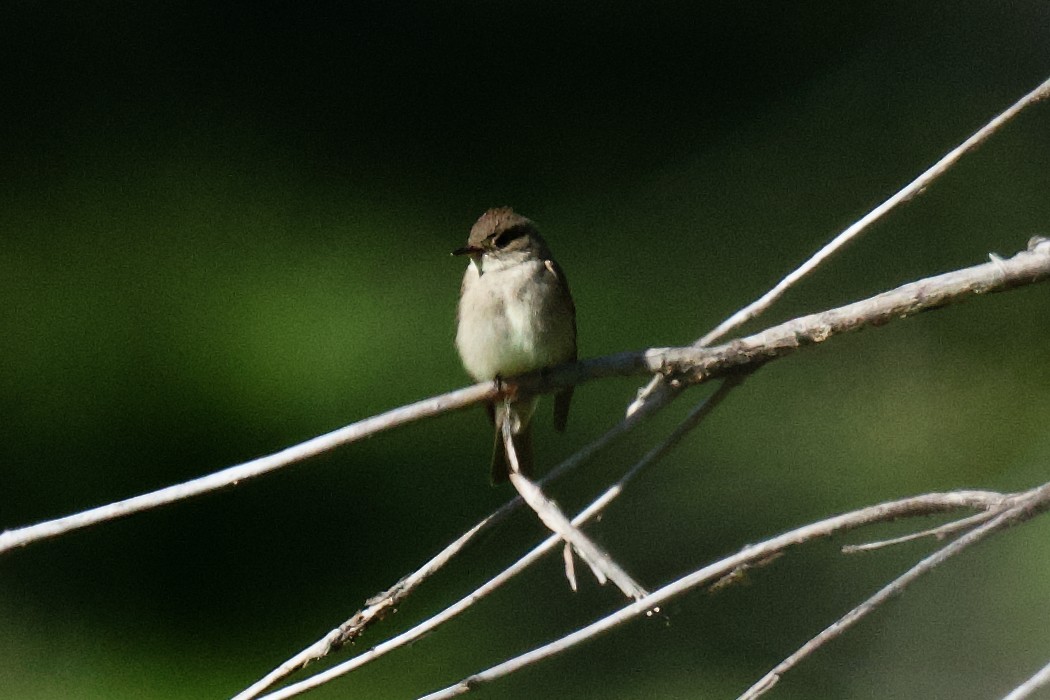 Hammond's Flycatcher - gene collins