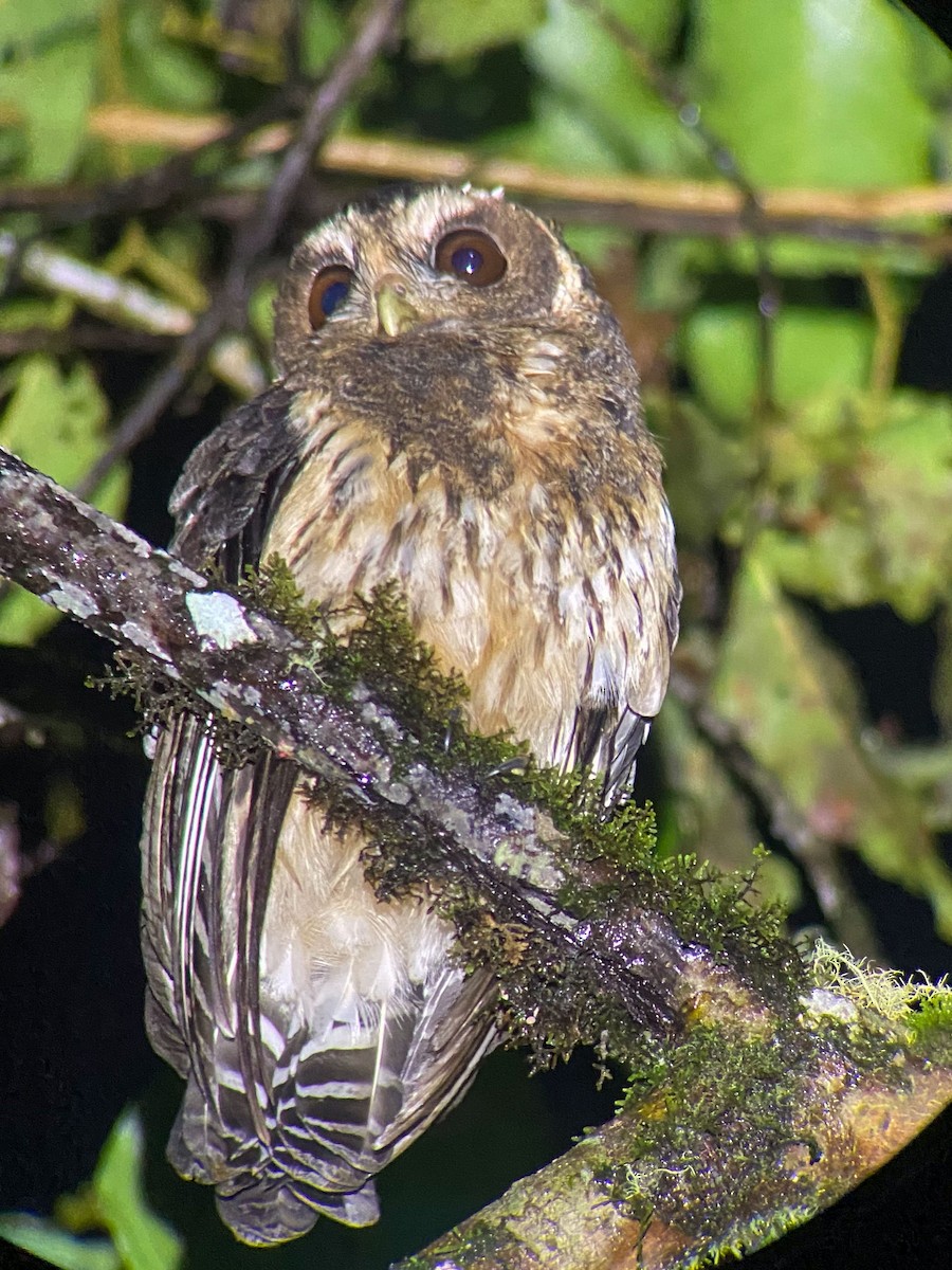 Mottled Owl - Celesta von Chamier