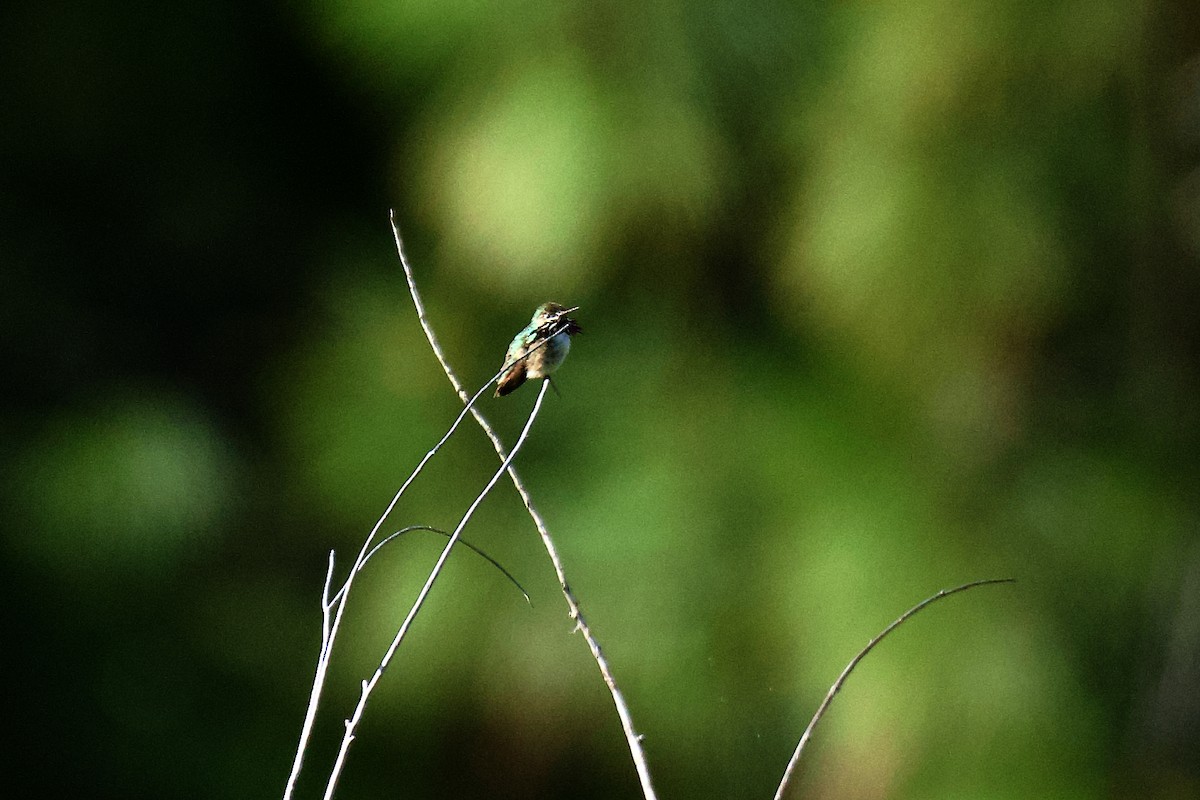 Calliope Hummingbird - gene collins