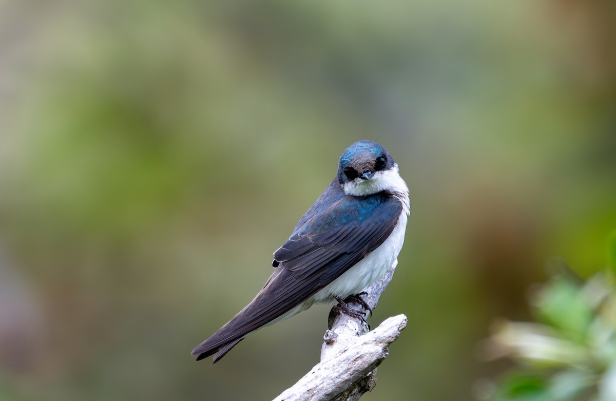 Tree Swallow - Herb Elliott