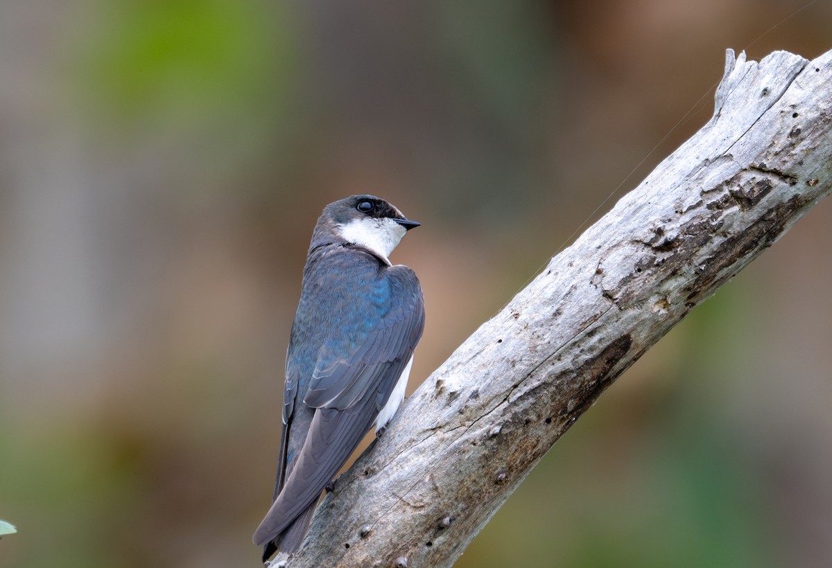 Tree Swallow - Herb Elliott