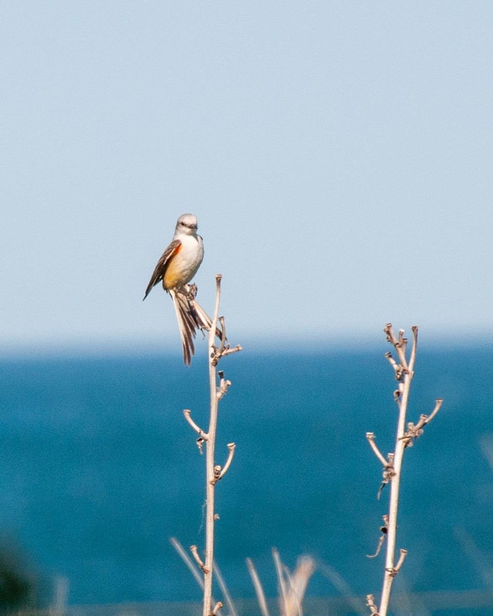 Scissor-tailed Flycatcher - ML619493982