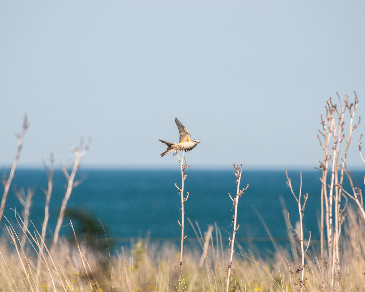 Scissor-tailed Flycatcher - ML619493983