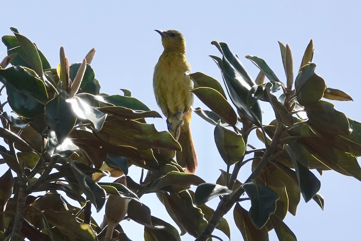 Hooded Oriole - Neepa s