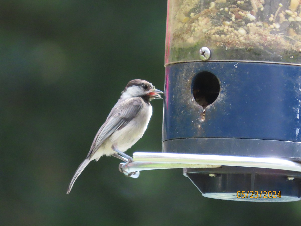 Carolina Chickadee - Susan Leake