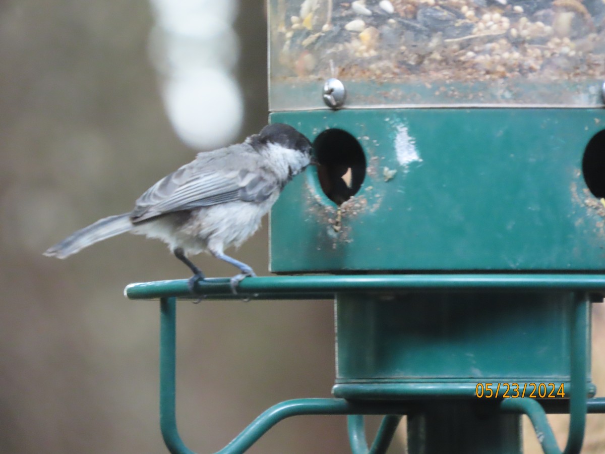 Carolina Chickadee - Susan Leake