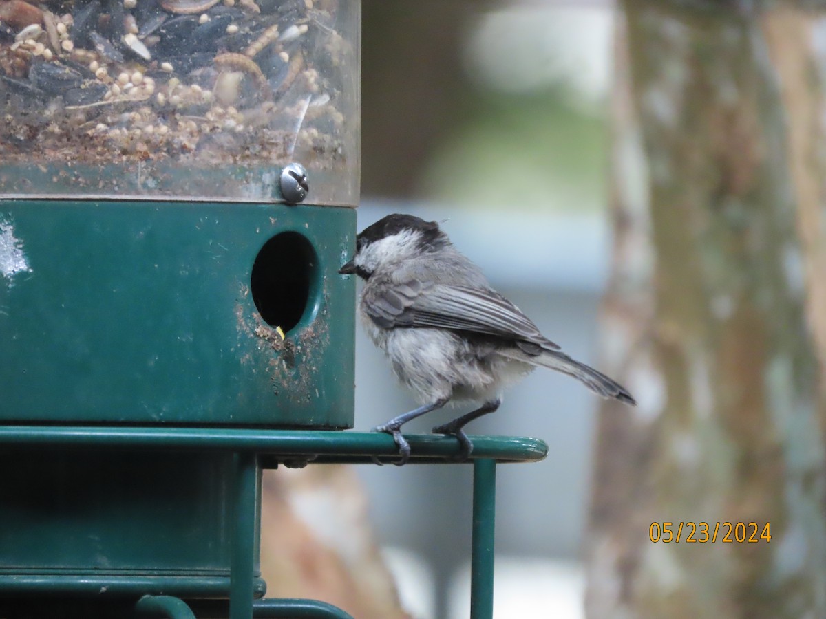 Carolina Chickadee - Susan Leake