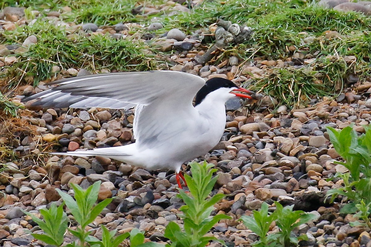 Charrán Común (hirundo/tibetana) - ML619493991