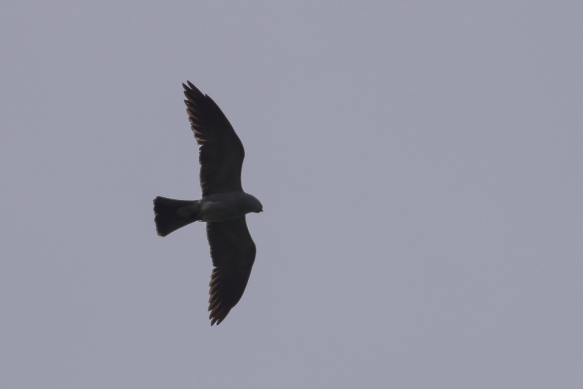 Mississippi Kite - Stephen Davies