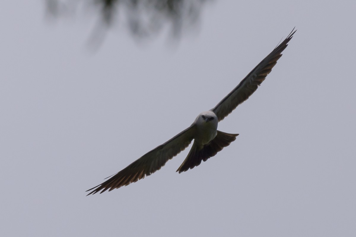 Mississippi Kite - Stephen Davies