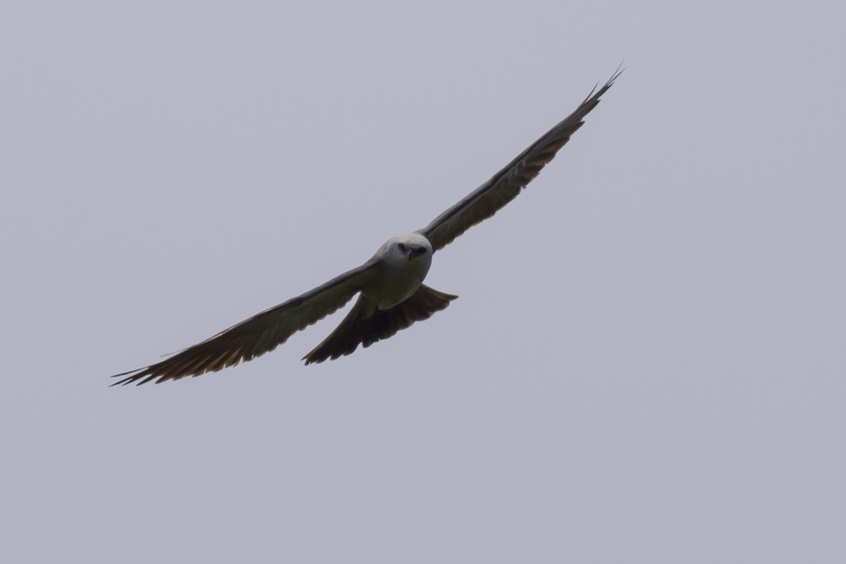 Mississippi Kite - Stephen Davies