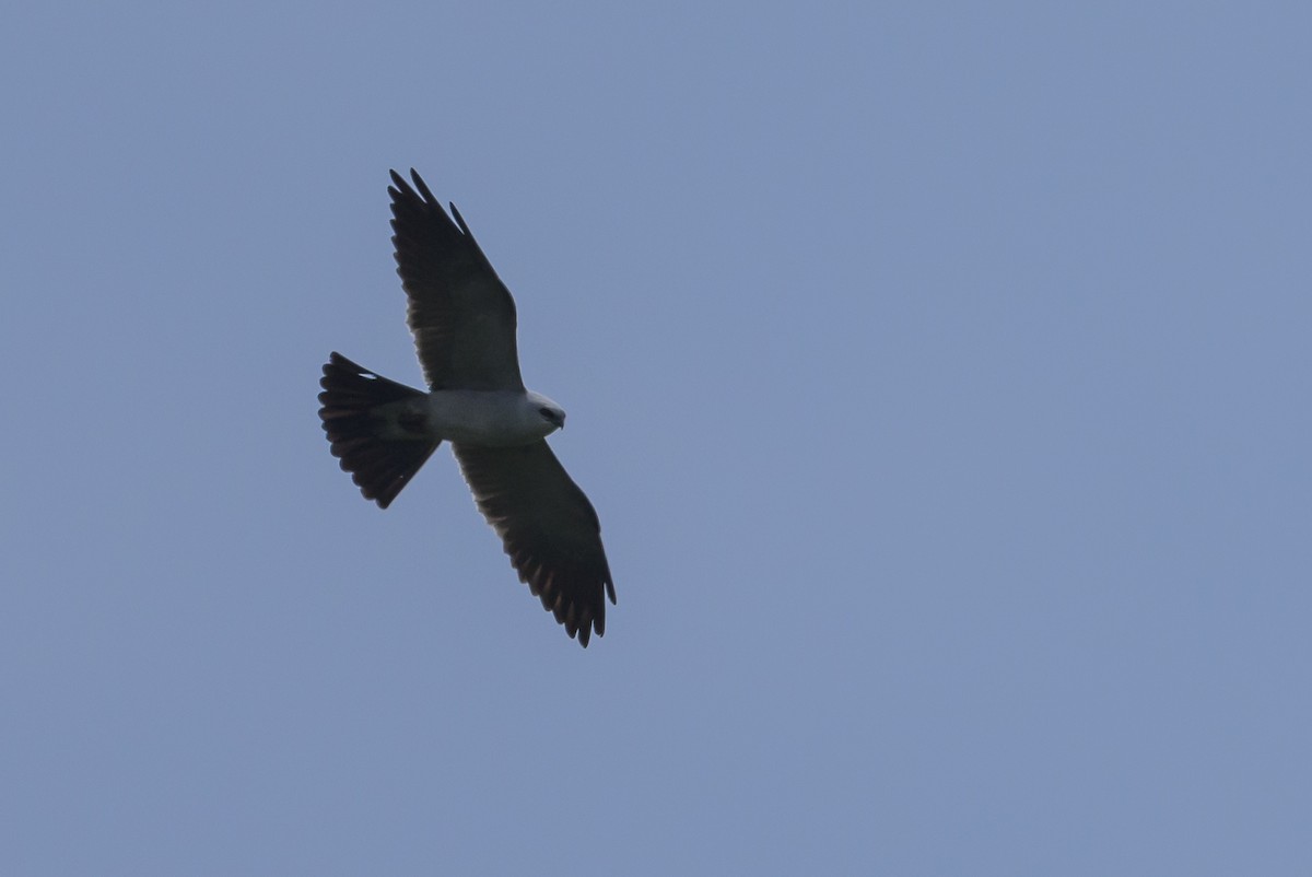 Mississippi Kite - Stephen Davies